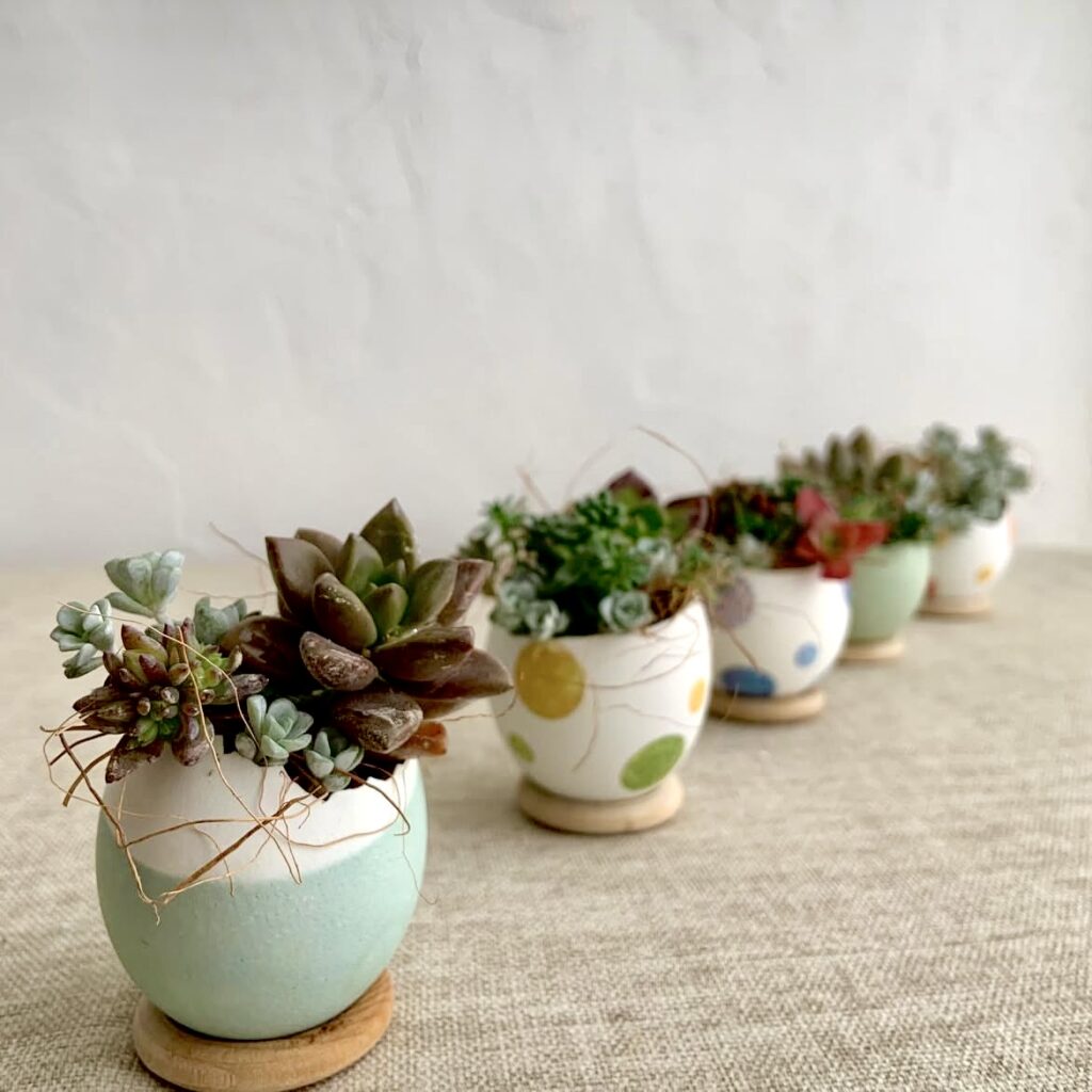 卵の殻で多肉植物