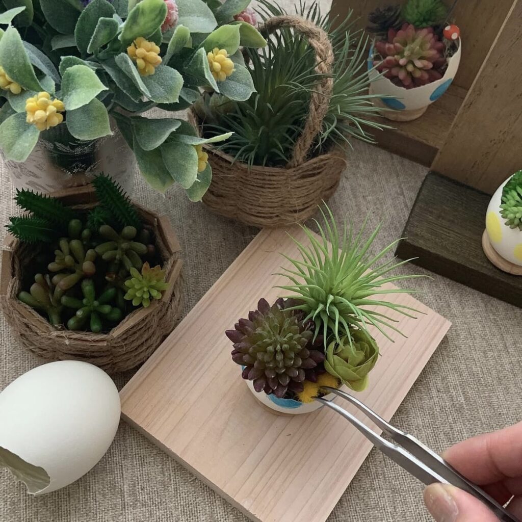卵の殻で多肉植物